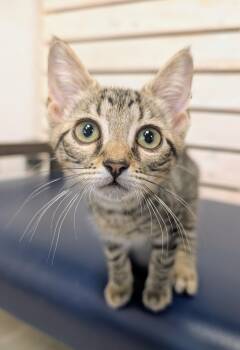 Domestic Short Hair Cats Available for Adoption in Palm Harbor, Florida - Hendery | PetCurious