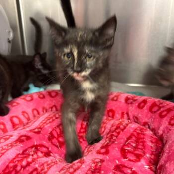 Juana Azurduy de Padilla -  Domestic Short Hair Cat for Adoption in Redwood City, California - Juana Azurduy De Padilla | PetCurious