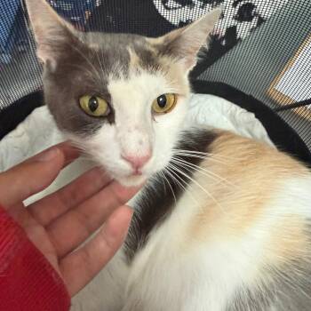 Dora -  Domestic Short Hair Cat for Adoption in Edinburg, Texas - Dora | PetCurious