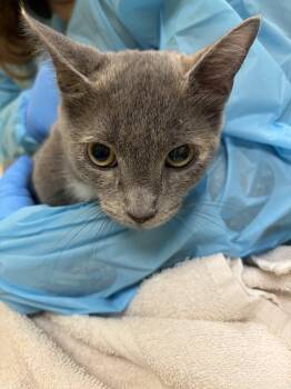 Rosie -  Domestic Short Hair Cat for Adoption in Raleigh, North Carolina - Rosie | PetCurious