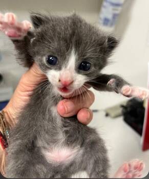 Billie -  Domestic Short Hair Cat for Adoption in Greenfield, Indiana - Billie | PetCurious