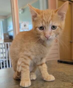 PRALINE -  Domestic Short Hair Cat for Adoption in Fernandina Beach, Florida - PRALINE | PetCurious