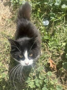 Rescue Domestic Short Hair Cats for Adoption in Anderson, Indiana - Dexter | PetCurious