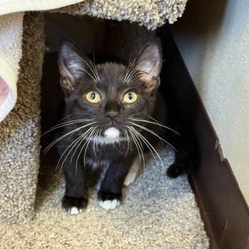 Raya - Butler campus! -  Domestic Short Hair Cat for Adoption in Flagstaff, Arizona - Raya - Butler Campus! | PetCurious