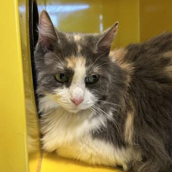 Matilda -  Domestic Long Hair Cat for Adoption in Abilene, Texas - Matilda | PetCurious