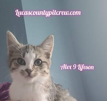 Rescue American Shorthair and Tabby Cats for Adoption in Toledo, Ohio - Alex 9 Lifeson | PetCurious