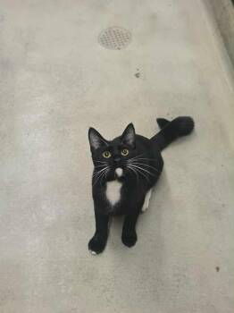 Rescue Domestic Short Hair Cats for Adoption in Clayton, California - Toofer | PetCurious