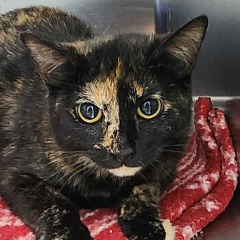 Domestic Short Hair Cats Available for Adoption in Fort Smith, Arkansas - Miley (26-3751) | PetCurious