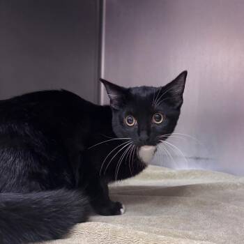 Pupcup -  Domestic Short Hair Cat for Adoption in Goleta, California - Pupcup | PetCurious