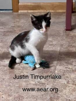 Justin Timpurrlake -  Domestic Medium Hair Cat for Adoption in Libertyville, Illinois - Justin Timpurrlake | PetCurious