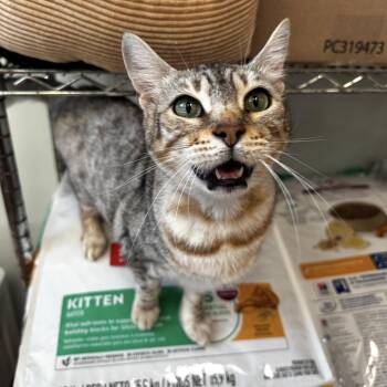 Bengal and Tabby Cats Available for Adoption in Dublin, Ohio - Lizzy - KBC | PetCurious