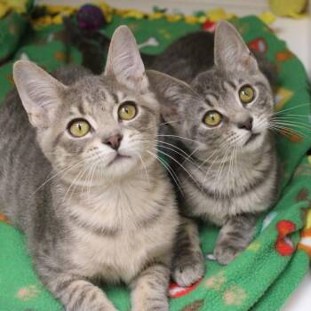 Reign -  Domestic Short Hair Cat for Adoption in Champaign, Illinois - Reign | PetCurious