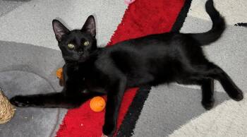 Rescue Domestic Short Hair Cats for Adoption in Burnaby, British Columbia - Pearl | PetCurious