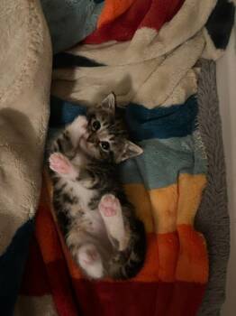 Cora -  Domestic Short Hair Cat for Adoption in Vancouver, Washington - Cora | PetCurious