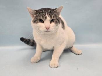 Apollo -  Domestic Short Hair Cat for Adoption in Minneapolis, Minnesota - Apollo | PetCurious