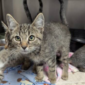 Beck -  Domestic Short Hair Cat for Adoption in Evansville, Indiana - Beck | PetCurious