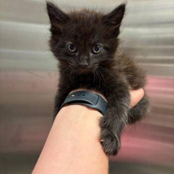 Meatloaf -  Domestic Short Hair Cat for Adoption in Sand Springs, Oklahoma - Meatloaf | PetCurious