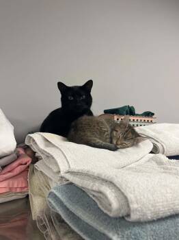 Pie -  Domestic Short Hair Cat for Adoption in Mount Pleasant, South Carolina - Pie | PetCurious