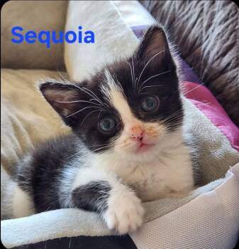 Sequoia -  Domestic Short Hair Cat for Adoption in San Jacinto, California - Sequoia | PetCurious