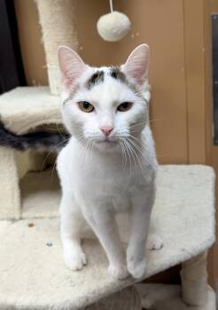Rescue Domestic Short Hair Cats for Adoption in Greenville, South Carolina - Charon SB | PetCurious
