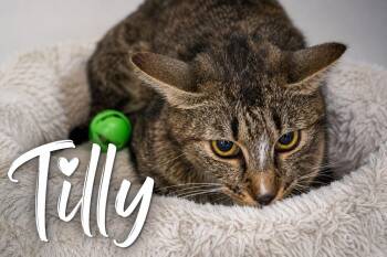 Tilly (FCID# 05/19/2026 - 66 Trainer) -  Tabby Cat Available for Adoption in Greenville, Delaware - Tilly (FCID# 05/19/2026 - 66 Trainer) | PetCurious