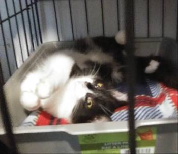 Jalapeno -  Domestic Long Hair Cat for Adoption in PORT WENTWRTH, Georgia - Jalapeno | PetCurious