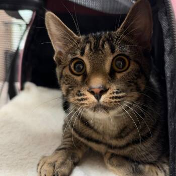 Rambo -  Domestic Short Hair Cat for Adoption in Birmingham, Alabama - Rambo | PetCurious