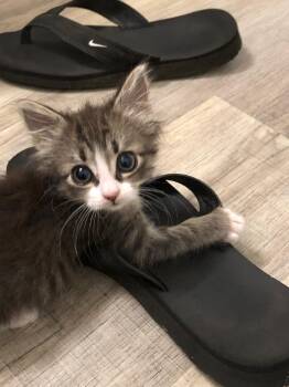Tabby Cats Available for Adoption in Flint Hill, Virginia - Ming | PetCurious