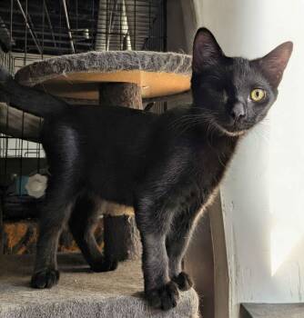 Gumbo -  Domestic Short Hair Cat for Adoption in Seven Valleys, Pennsylvania - Gumbo | PetCurious