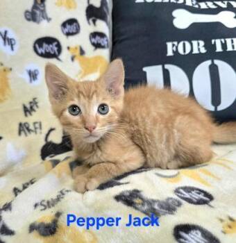 Pepper Jack -  Domestic Short Hair Cat for Adoption in Sullivan, Indiana - Pepper Jack | PetCurious