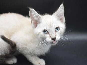 Sandy -  Siamese Cat for Adoption in Portland, Oregon - Sandy | PetCurious