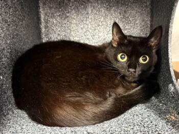 Rescue Domestic Short Hair Cats for Adoption in New York, New York - Freddy | PetCurious