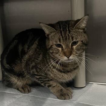 Domestic Short Hair Cats Available for Adoption - Gary | PetCurious