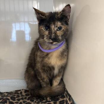 Sephora -  Domestic Short Hair Cat for Adoption in Edwardsville, Illinois - Sephora | PetCurious