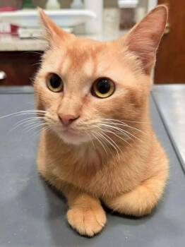 Tiede -  Tabby and Domestic Short Hair Cat for Adoption in College Station, Texas - Tiede | PetCurious