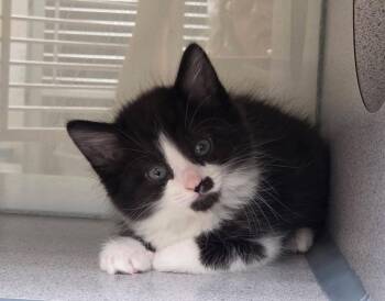 Domestic Short Hair Cats Available for Adoption in Liverpool, New York - Pepper | PetCurious