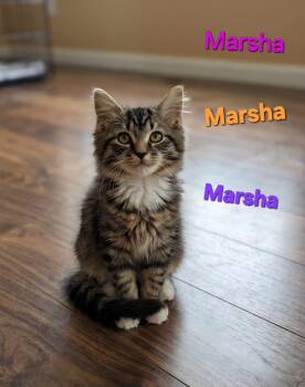 Marsha -  Domestic Long Hair and Tabby Cat for Adoption in Saginaw, Michigan - Marsha | PetCurious