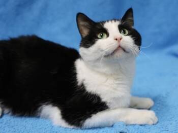 Rescue Domestic Short Hair Cats for Adoption in Hastings, Minnesota - Melvin | PetCurious