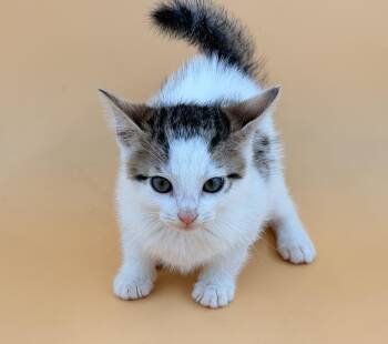Wrangler -  Domestic Short Hair Cat for Adoption in Dahlonega, Georgia - Wrangler | PetCurious