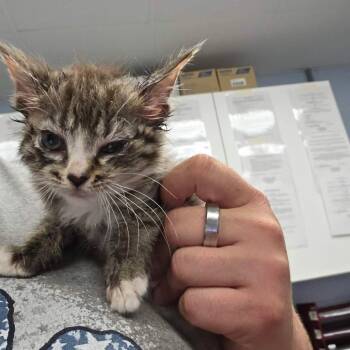 Matlock -  Domestic Short Hair Cat for Adoption in Martinsville, Virginia - Matlock | PetCurious