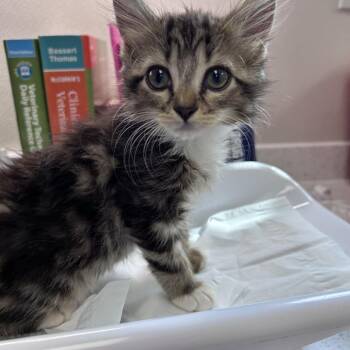 Boo Boo -  Domestic Medium Hair Cat for Adoption in Morganton, North Carolina - Boo Boo | PetCurious