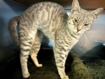 Ivy -  Domestic Short Hair Cat for Adoption in Wilmington, North Carolina - Ivy | PetCurious