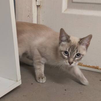 Fuyu -  Siamese Cat for Adoption in Laredo, Texas - Fuyu | PetCurious
