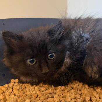 Nettle -  Domestic Long Hair Cat for Adoption in Cody, Wyoming - Nettle | PetCurious