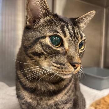 Rudy -  Domestic Short Hair Cat for Adoption in Austin, Texas - Rudy | PetCurious