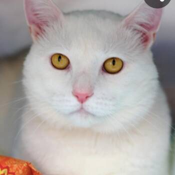 Soline -  Domestic Short Hair Cat for Adoption in New York, New York - Soline | PetCurious