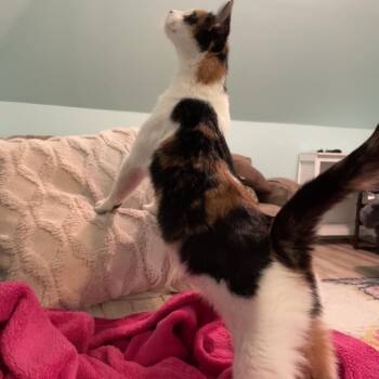 Alice -  Domestic Short Hair Cat for Adoption in Granville, Ohio - Alice | PetCurious