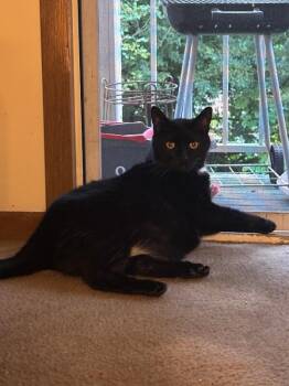 Beau -  Domestic Short Hair Cat for Adoption in Cincinnati, Ohio - Beau | PetCurious