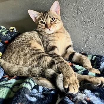 Custard (bonded to Gelato) -  Domestic Short Hair Cat for Adoption in Austin, Texas - Custard (bonded To Gelato) | PetCurious