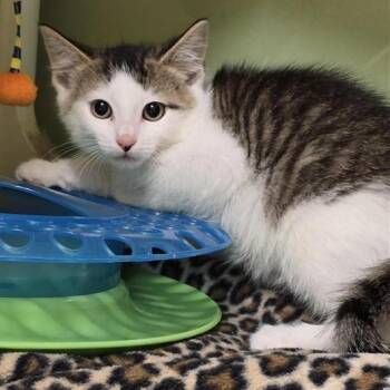 Donatello -  Domestic Short Hair Cat Available for Adoption in Prince Frederick, Maryland - Donatello | PetCurious